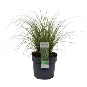 Carex brunnea 'Variegata' - Ø14cm - ↕30cm