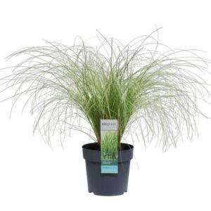 Carex comans 'Frosted Curls' - Ø14cm - ↕30cm