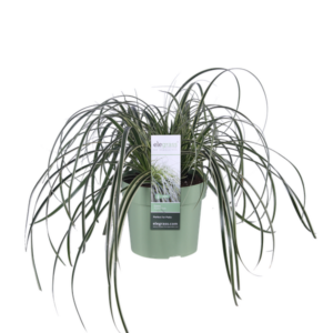 Carex Feather Falls - Ø23cm - ↕60cm - Ø14 - ↨30cm