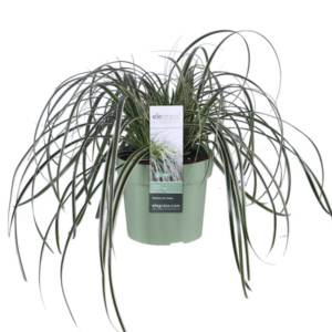 Carex Feather Falls - Ø23cm - ↕60cm - Ø19 - ↨40cm