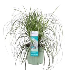 Carex Feather Falls - Ø23cm - ↕60cm - Ø23 - ↨60cm