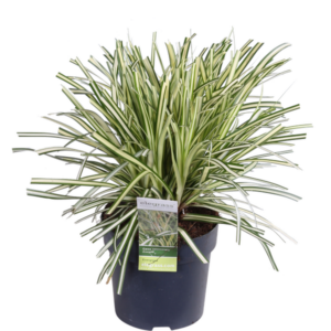 Carex hachijoensis Evergold - Ø19cm - ↕40cm - Ø14 - ↨30cm