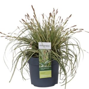 Carex hachijoensis Evergold - Ø19cm - ↕40cm - Ø19 - ↨40cm