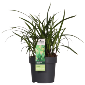 Carex morrowii Irish Green - Ø19cm - ↕40cm - Ø14 - ↨30cm