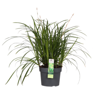 Carex morrowii Irish Green - Ø19cm - ↕40cm - Ø19 - ↨40cm