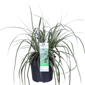 Carex oshimensis 'Everest' - Ø14cm - ↕30cm