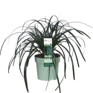 Carex Ribbon Falls - Ø23cm - ↕60cm - Ø14 - ↨30cm
