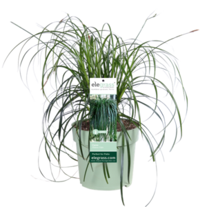 Carex Ribbon Falls - Ø23cm - ↕60cm - Ø23 - ↨60cm
