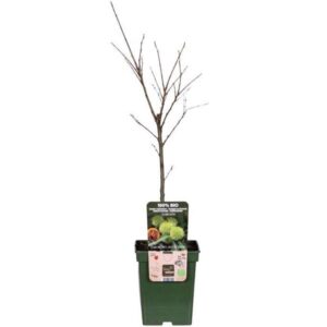 Castanea Sativa - Ø23cm - ↕120cm