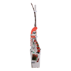Campsis Summer Jazz Fire Trumpet - Ø19cm - ↕70cm - Ø15 - ↨65cm