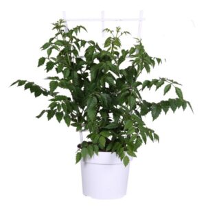 Campsis Summer Jazz Fire Trumpet - Ø19cm - ↕70cm - Ø19 - ↨70cm