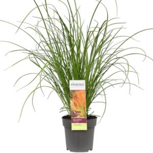 Carex testacea Prairie Fire - Ø19cm - ↕40cm - Ø14 - ↨30cm
