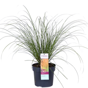 Carex testacea Prairie Fire - Ø19cm - ↕40cm - Ø19 - ↨40cm