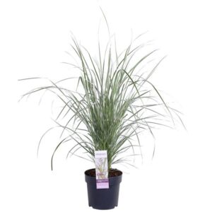 Calamagrostis x 'Overdam' - Ø14cm - ↕40cm