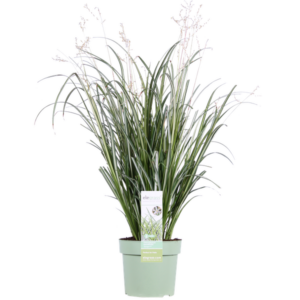 Chlorophytum saundersiae 'Starlight' - Ø19cm - ↕40cm