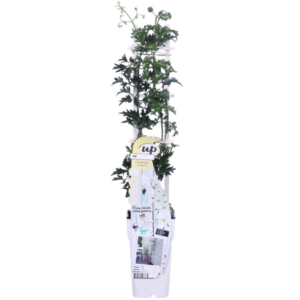 Clematis Avalanche Our Choice - Clematis Wit (Vroege bloei) - Ø15cm - ↕65cm - Ø15 - ↨65cm
