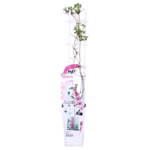 Clematis Giselle - Clematis Evison Roze - Ø15cm - ↕65cm