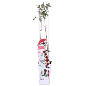 Clematis Nubia - Clematis Evison Rood - Ø15cm - ↕65cm - Ø15 - ↨65cm