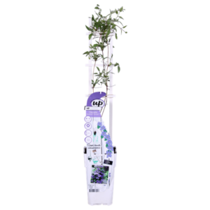 Clematis Olympia - Clematis Evison Paars - Ø15cm - ↕65cm - Ø15 - ↨65cm