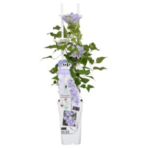 Clematis Tranquilite - Clematis Evison Licht Blauw - Ø15cm - ↕65cm