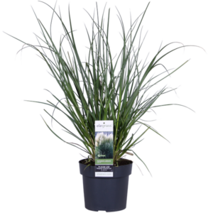 Cortaderia selloana 'Evita' - Ø19cm - ↕60cm
