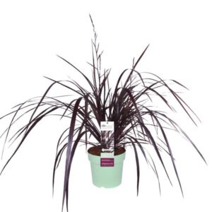 Cordyline x 'FestivalÂ® Burgundy' - Ø23cm - ↕80cm