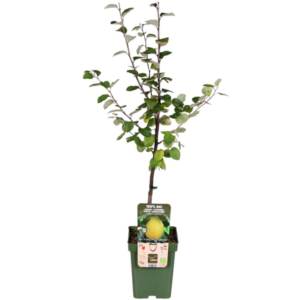 Cydonia oblonga 'Leskovacks' - Ø23cm - ↕120cm