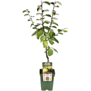 Cydonia oblonga 'Vranja' - Ø23cm - ↕120cm