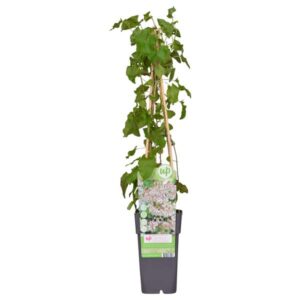 Fallopia baldschuanica - Bruidsluier - Ø15cm - ↕65cm