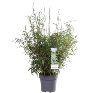 Fargesia rufa - Niet woekerende bamboe - Ø29cm - ↕80cm - Ø29 - ↨80cm