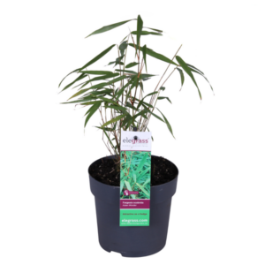Fargesia scabrida 'Asian Wonder' - Ø14cm - ↕40cm
