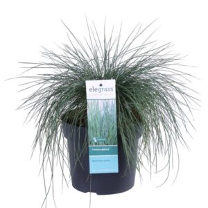 Festuca glauca Azura Blue - Ø19cm - ↕40cm - Ø19 - ↨40cm