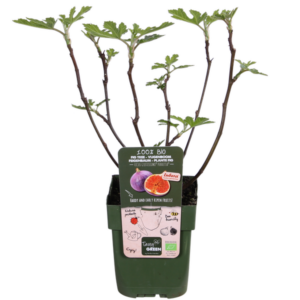 Ficus Gustissimo Perretta - Ø13 - ↨30cm