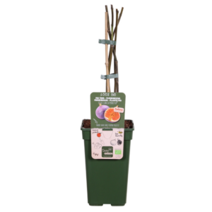 Ficus Gustissimo Perretta - Ø19cm - ↕50cm - Ø19 - ↨50cm