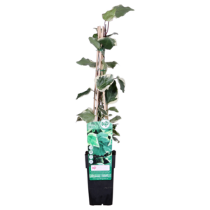 Hedera algeriensis 'Gloire de Maren' - Ø15cm - ↕65cm
