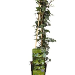 Hedera helix - Ø15cm - ↕65cm