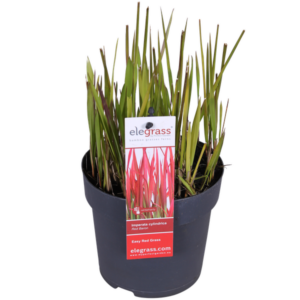 Imperata cylindrica Red Baron - Ø19cm - ↕40cm - Ø14 - ↨40cm