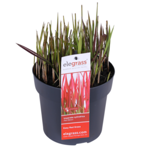 Imperata cylindrica Red Baron - Ø19cm - ↕40cm - Ø19 - ↨40cm