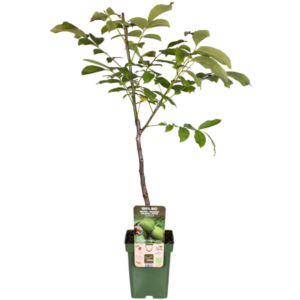 Juglans Regia - Ø23cm - ↕120cm