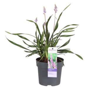 Liriope muscari 'Ingwersen' - Ø14cm - ↕30cm