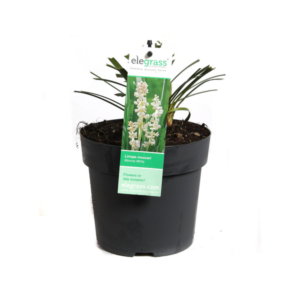 Liriope muscari 'Monroe White' - Ø14cm - ↕30cm