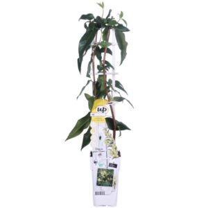 Lonicera henryi 'Copper Beauty' - Ø15cm - ↕65cm