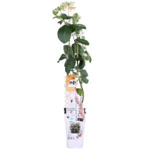 Lonicera hybride 'Celestial - Ø15cm - ↕65cm