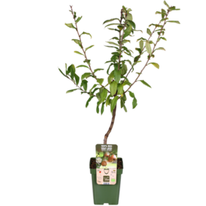 Mespilus germanica 'Westerfield' - Ø23cm - ↕120cm
