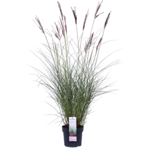 Miscanthus sinensis Ferner Osten - Ø19cm - ↕50cm - Ø19 - ↨50cm