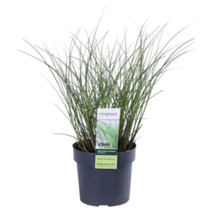 Miscanthus sinensis 'Gracillimus' - Ø19cm - ↕50cm