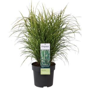 Miscanthus sinensis Strictus - Ø23cm - ↕60cm - Ø23 - ↨60cm