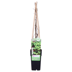 Parthenocissus tricuspidata 'Fenway Park' - Geel-groene Wilde Wingerd - Ø15cm - ↕65cm