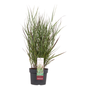 Panicum virgatum Cheyenne Sky - Ø23cm - ↕60cm - Ø19 - ↨50cm