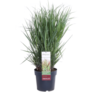 Panicum virgatum Cheyenne Sky - Ø23cm - ↕60cm - Ø23 - ↨60cm